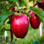 خرید و قیمت انواع سیب درختی ارومیه