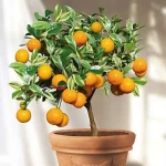 نهال پرتقال بعد از چند سال میوه می دهد؟