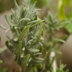 گیاه دارویی رزماری (رومارن) سبز ضد عفونی کننده Rosmarinus