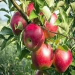 سیب درختی قرمز همراه با توضیحات کامل و آشنایی