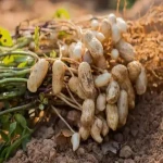 بادام زمینی در مزرعه (آجیل) جوانسازی پوست حاوی ویتامین مواد معدنی peanut
