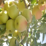 قیمت سیب درختی کوچک + مشخصات بسته بندی عمده و ارزان