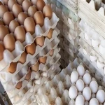 شانه تخم مرغ بسته بندی آشنایی صفر تا صد قیمت خرید عمده