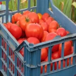 سبد پلاستیکی گوجه؛ سبک سایز بندی متنوع مشبک های توری درجه یک export