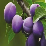 میوه درخت آلو بخارا؛ ملس شیرین مناسب مارمالاد لواشک plum
