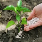 کود اوره برای درخت هلو؛ صنعتی ارگانیک 20 کیلوگرمی