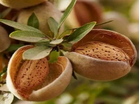قیمت بادام درختی ایرانی با پوست