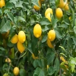 لیمو ترش سنگی چیست + قیمت خرید