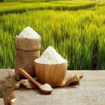 خرید عمده برنج درجه یک هاشمی گیلان با بهترین شرایط