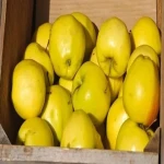 قیمت خرید سیب زرد صادراتی + عکس