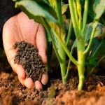 کود ارگانیک برای توت فرنگی؛ گیاهی بی بو افزایش تولید محصول حاوی Nitrogen
