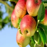 سیب درختی در بازار امروز؛ سبز زرد قرمز 3 کاربرد کمپوت مربا آبمیوه