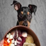 غذای سگ دوبرمن همراه با توضیحات کامل و آشنایی
