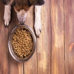غذای سگ خانگی همراه با توضیحات کامل و آشنایی