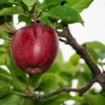 سیب قرمز استخوانی | قیمت خرید عمده و فله