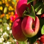 خرید سیب گلاب سرخ + قیمت عالی
