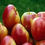 سیب اشنویه؛ قرمز زرد ضد کلسترول سم زدایی کبد (کالری 52)