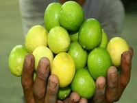 قیمت خرید عمده لیمو ترش شمال ارزان و مناسب