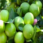 مرجع قیمت انواع لیمو ترش سبز + خرید ارزان