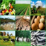 لیست کامل مشاغل روستایی جهاد کشاورزی | فرصت‌ها و چالش‌ها