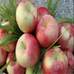 آشنایی با انواع سیب درختی که در باغات ایران کشت می شود