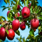 سیب درختی در شیراز ؛ طعم شیرین ترش کاهش بیماری قلبی و سرطان 