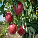 سیب درختی عمده + قیمت خرید، کاربرد، مصارف و خواص
