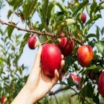 سیب امسال؛ سرخ آبدار ترد ضد سرطان دیابت وزن (176 گرم)