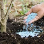 کود فسفات برای درخت؛ گیاهی شیمیایی 2 نوع مایع پودری