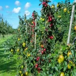 کود فسفات برای درخت سیب؛ کیفیت محصول باروری معدنی طبیعی (بیولوژی فیزیکی)