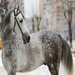 اسب خاکستری رنگ؛ کمیاب نادر شناسنامه دار مناسب سوارکاری