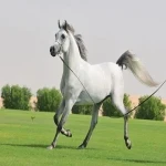 مشخصات اسب عرب سرو دم گیر + قیمت خرید