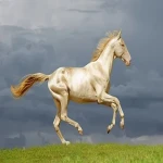 اسب ترکمن طلایی نریان اصل کردستان کد 04