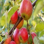 سیب درختی عمده؛ خوراکی درمانی 4 نوع گلاب ترش قرمز زرد