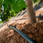 خرید آبیاری قطره ای درخت انگور با قیمت استثنایی