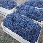 خرید انگور سیاه خشک شده با قیمت استثنایی