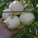خرید انواع سیب سفید قندی + قیمت