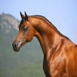 اسب عرب یورقه؛ قهوه ای سیاه تغذیه علف یونجه غلات وزن 700 کیلو گرم