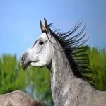اسب عرب طوسی؛ دم بلند گردن قوس دار تحمل فرمان پذیری بالا