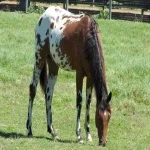 اسب آپالوسا پلنگی (سرخپوستی) خالدار 3 پوشش دانه برفی پتویی مرمری