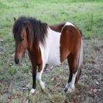 اسب پا کوتاه پشمالو (پونی) سفید قهوه ای نژاد Connemara