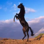 اسب ترکمن سیلمی؛ سوارکاری جثه عضلانی دو رگه 3 رنگ قهوه ای سیاه سفید