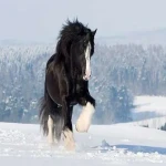 اسب شایر زیبا؛ سفید مشکی تغذیه (یونجه کاه) وزن 1220 کیلو گرم