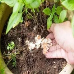 کود گیاهان آپارتمانی (خاک برگ) ارگانیک فاقد آلاینده