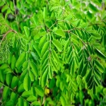 گیاه مورینگا در ایران؛ سبز کلاژن ساز پزشکی 2 نوع اولیفرا پرگرینا