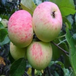 سیب گلاب سمیرم؛ سبز زرد قرمز آبدار طعم شیرین Apple