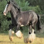 اسب شایر بزرگ؛ نادرترین نژاد وزن 1100 1300 کیلوگرم