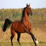 بهترین اسب عرب لاهور + قیمت خرید عالی