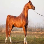 اسب ترکمن سمند صحرا | خرید با قیمت ارزان