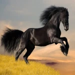 خرید و قیمت اسب عربی اصیل سیاه